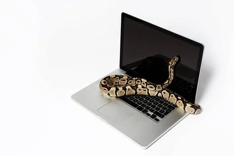Python snake and laptop computer. Concept of using high-level programming ... Photos
