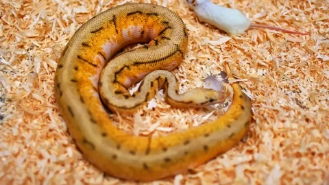 Python snake and mouse in the same box Stock Footage 122584918
