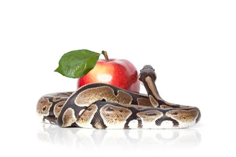 Python snake with apple Stock-Fotos