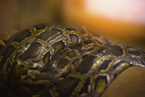 Python snake - Asia giant Reticulated Python lying on a branch 写真素材