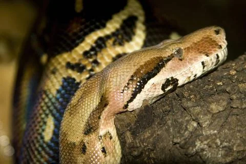 Python Snake, Asian Python, Python molurus Python Snake, Asian Python, Pyt... 库存照片