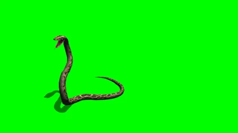 Python snake attack - green screen Stock Footage