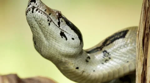 Python snake on banana tree Video stock 48737053