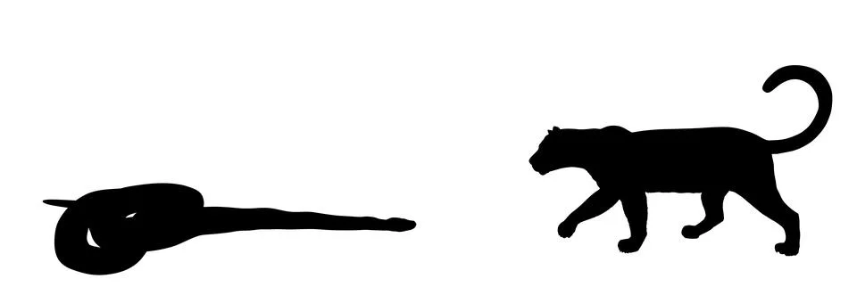 Python snake battle against black panther vector silhouette Stock Illustration