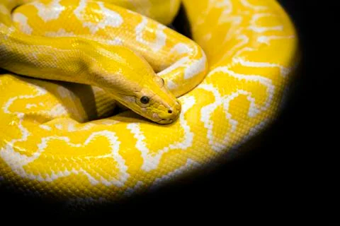 Python snake black background Stock Photos