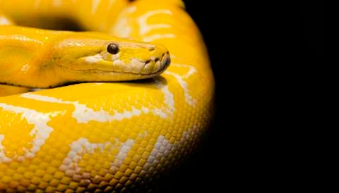Python snake black background Stock-Fotos