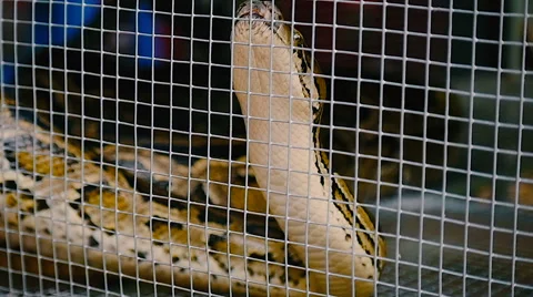Python snake in cage slow motion Stock Footage 55455338