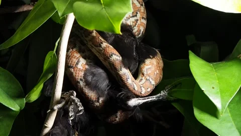 The Python snake caught the black bird victim. Video stock 130504278