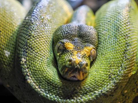 Python snake close up eye Photos