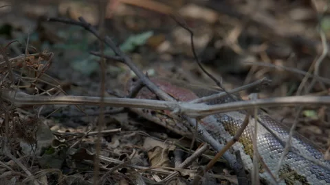 Python Snake Close Up of Head and Tongue Stock Footage 331572091