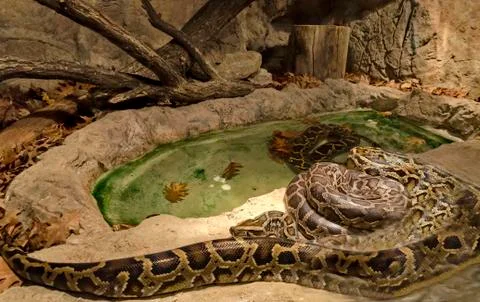 Python snake close-up 库存照片