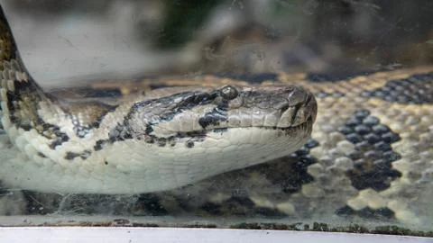 Python snake close-up. Pyton in the Zoo Stockfoto's