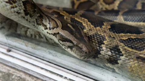 Python snake close-up. Pyton in the Zoo Stock Photos