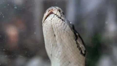 Python snake close-up. Pyton in the Zoo 스톡 사진