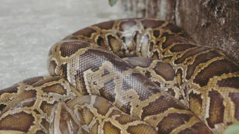 Python snake close-up. Pyton in the Zoo Photos