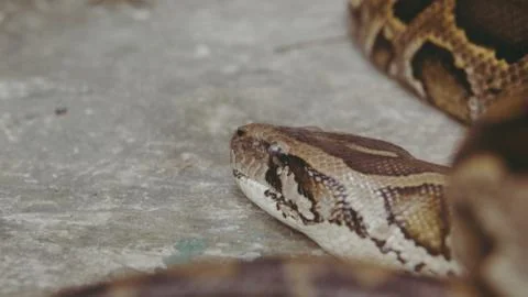 Python snake close-up. Pyton in the Zoo 스톡 사진