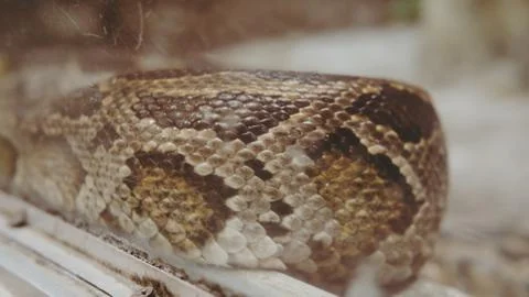 Python snake close-up. Pyton in the Zoo Stock Photos