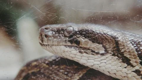 Python snake close-up. Pyton in the Zoo 스톡 사진