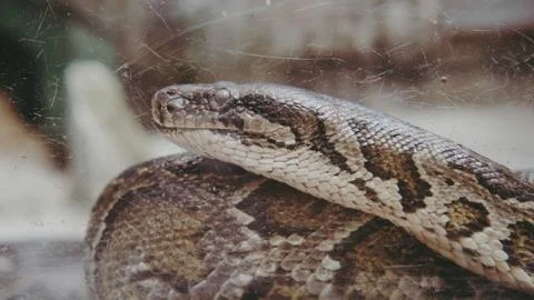 Python snake close-up. Pyton in the Zoo 写真素材