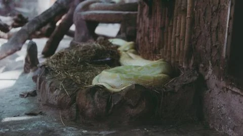 Python snake close-up. Pyton in the Zoo Photos