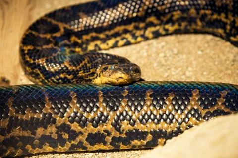 Python snake close up shot. 写真素材