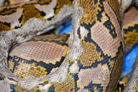 Python snake close-up. snake skin. snake body Stock Photos