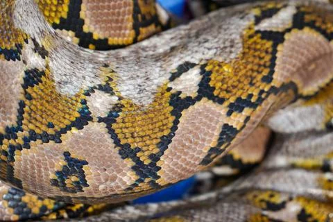 Python snake close-up. snake skin. snake body 스톡 사진