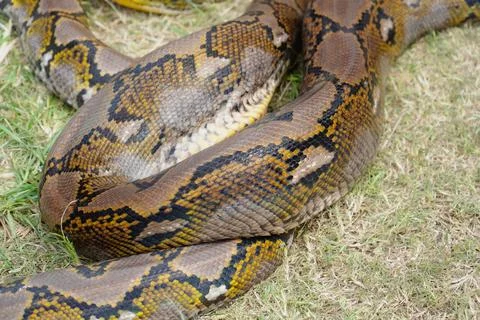 Python snake close-up. snake skin. snake body 스톡 사진