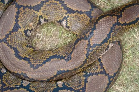 Python snake close-up. snake skin. snake body Stock Photos