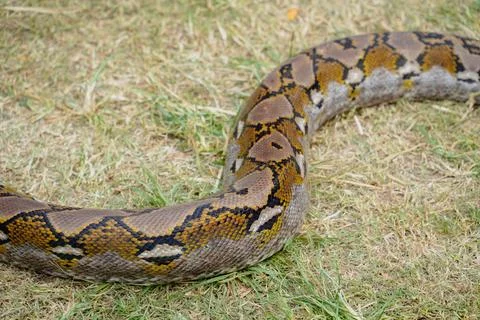 Python snake close-up. snake skin. snake body Photos