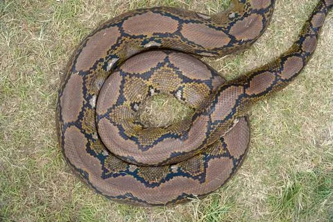 Python snake close-up. snake skin. snake body Photos