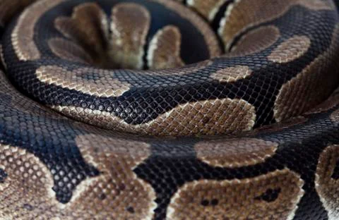 Python snake closeup Stock-Fotos