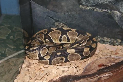 Python snake coiled up in terrarium 스톡 사진