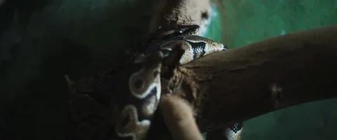 Python snake coiling itself around a branch. Slow motion. BMPCC 4K Stock Footage 129105492