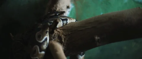 Python snake coiling itself around a branch. Slow motion. BMPCC 4K 動画素材 129106282