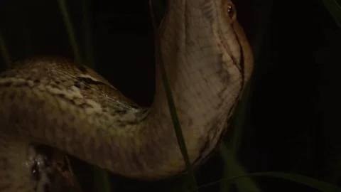 Python snake coming up from the grass Stock Footage 69154385