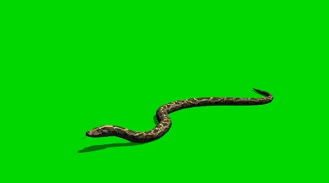 free screen snake