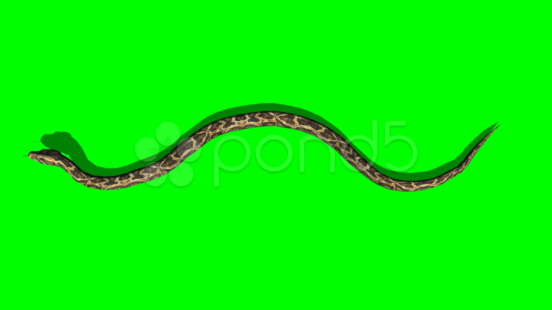 screen snake