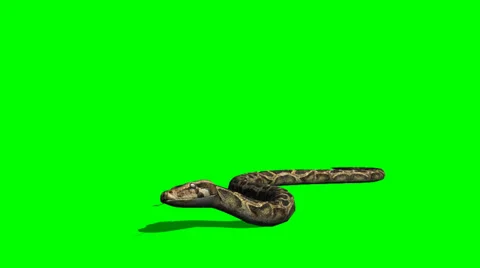 Python Snake Crawl - Green Screen Stockbeeldmateriaal 37628126