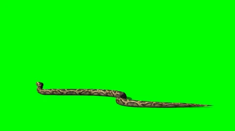 Python Snake Crawl - Green Screen Stockbeeldmateriaal 37628155