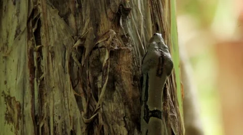 Python snake crawling on banana tree Stock Footage 48736023