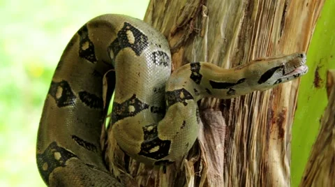 Python snake crawling on banana tree Stock Footage 48736238