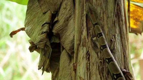 Python snake crawling on banana tree Video stock 48736314
