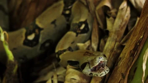 Python snake crawling on banana tree Stock Footage 48738116