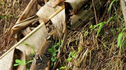 Python snake crawling through grass Stock Footage 48736897