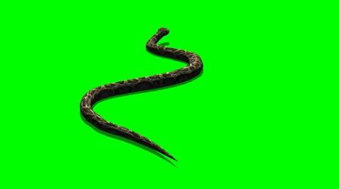 green screen snake