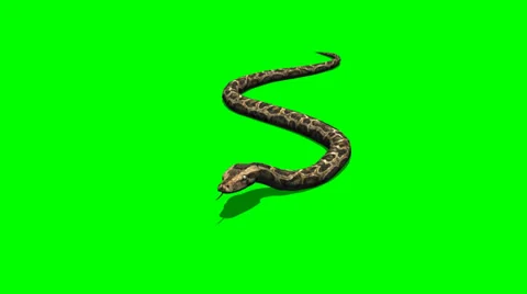 Python snake crawls - green screen Vidéo 38622921