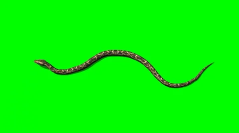 Python snake crawls - green screen Vidéo 38622939