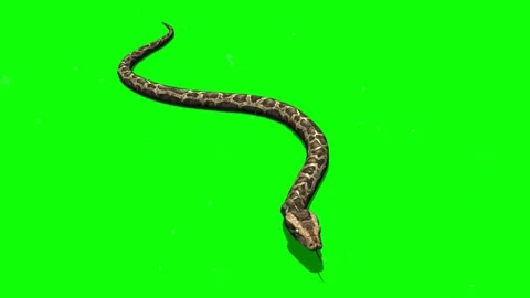 Python snake crawls - green screen animation effect, animal green screen an.. Stock Footage 307007441