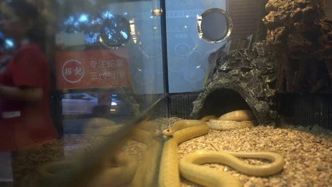 Python snake exhibit in restaurant Stock Footage 88968142